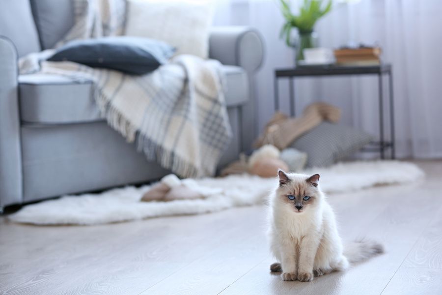 the best flooring options for homes with cats