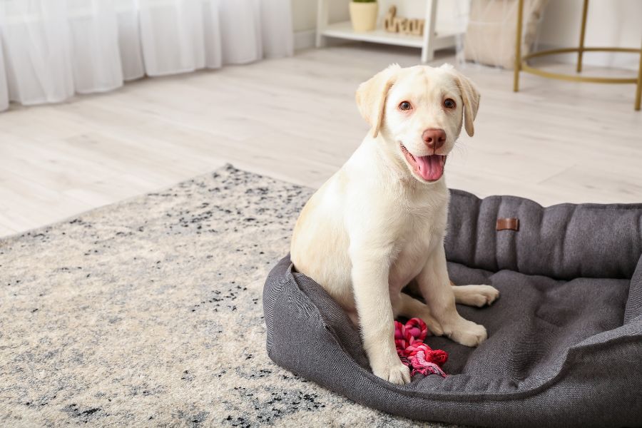 the best flooring options for homes with dogs