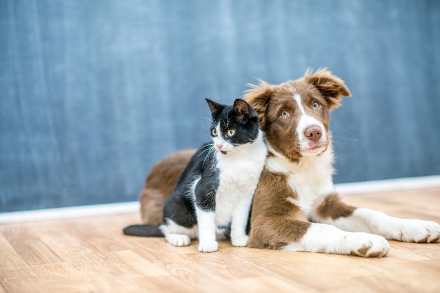 the best flooring options for homes with pets