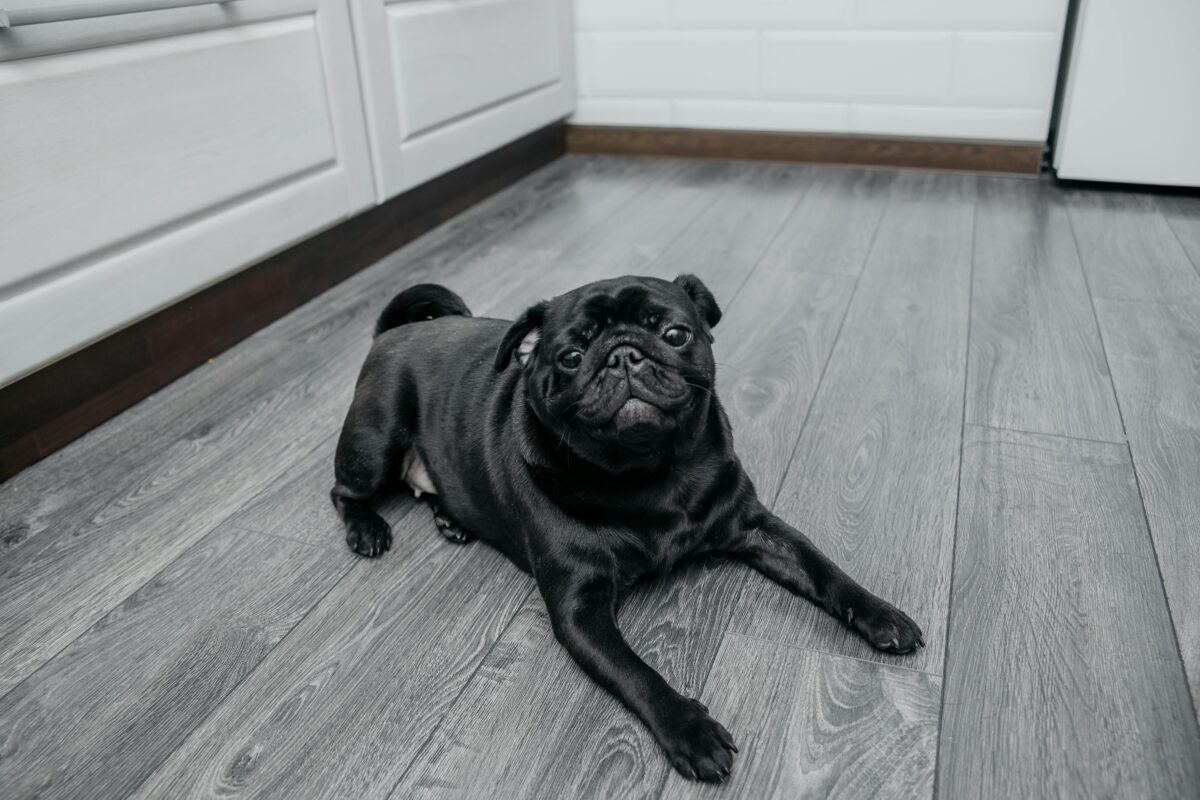 pet friendly flooring
