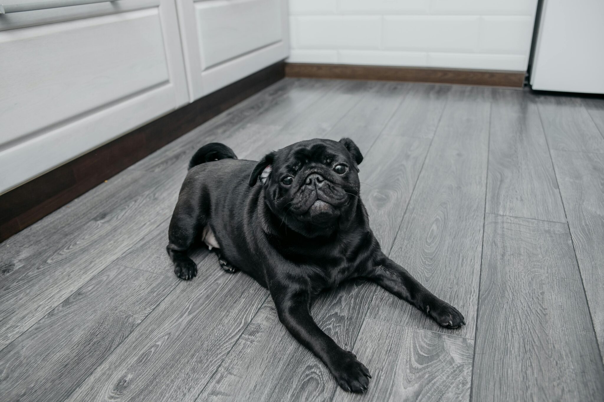 Finding The Best Pet Friendly Flooring For Your Home