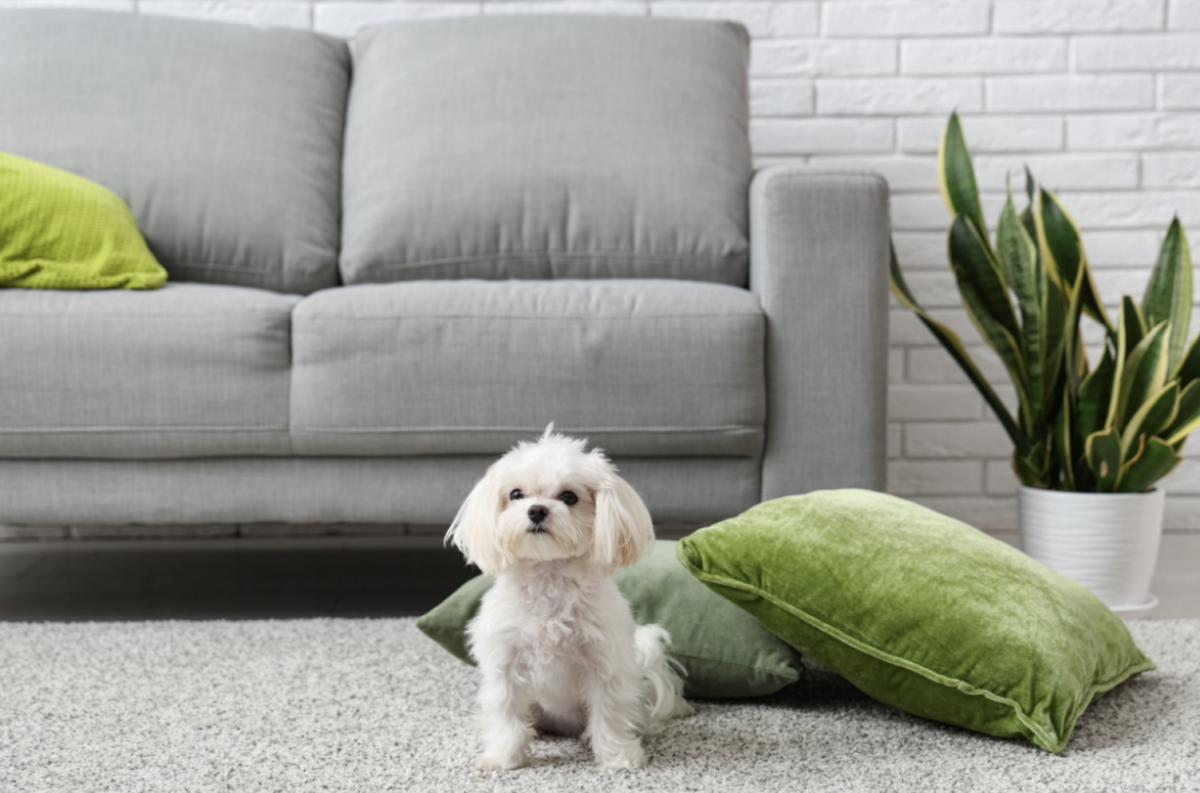 how often replace carpet family home