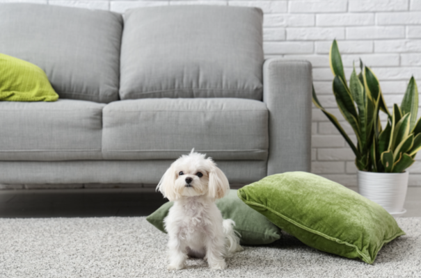how often replace carpet family home