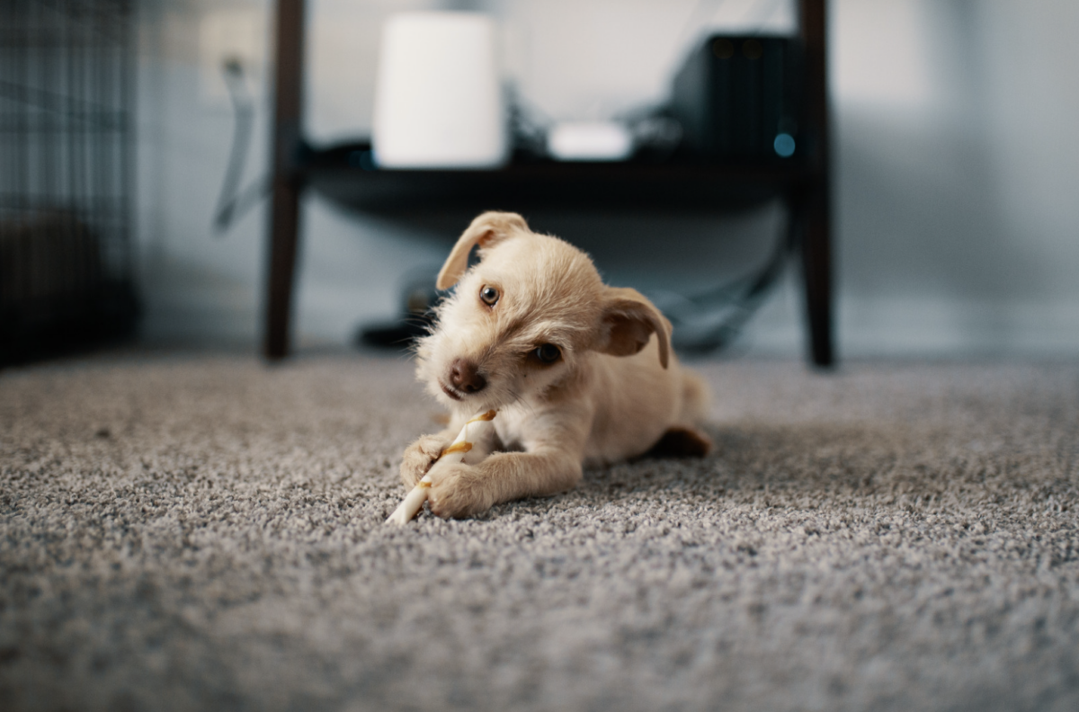 stain resistant carpet Ontario
