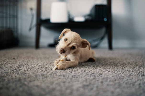 stain resistant carpet Ontario